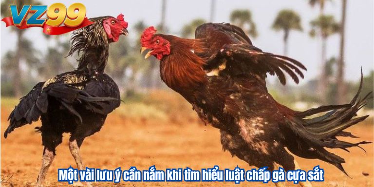 Luật chấp gà cựa sắt VZ88 – Tìm hiểu thông tin chi tiết 3 Một vài lưu ý cần nắm khi tìm hiểu luật chấp gà cựa sắt