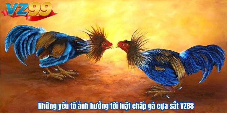 Luật chấp gà cựa sắt VZ88 – Tìm hiểu thông tin chi tiết 2 Những yếu tố ảnh hưởng tới luật chấp gà cựa sắt VZ88